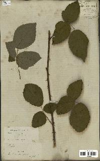 spécimen de Rubus fruticosus