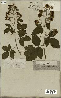 spécimen de Rubus fruticosus