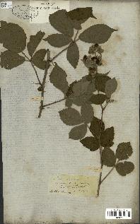 spécimen de Rubus fruticosus