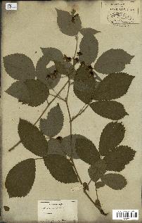 spécimen de Rubus fruticosus