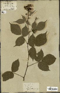 spécimen de Rubus fruticosus