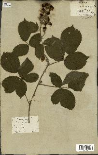 spécimen de Rubus fruticosus