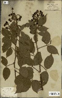 spécimen de Rubus fruticosus