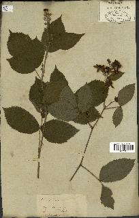 spécimen de Rubus fruticosus