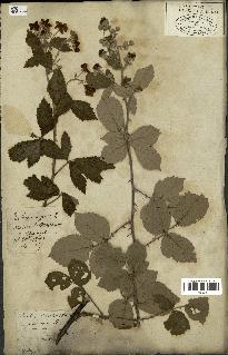 spécimen de Rubus fruticosus