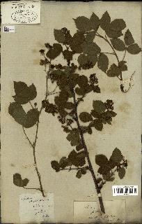 spécimen de Rubus fruticosus