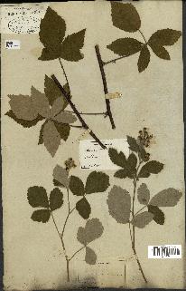 spécimen de Rubus fruticosus