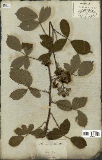 spécimen de Rubus fruticosus