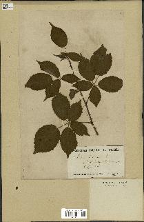 spécimen de Rubus fruticosus