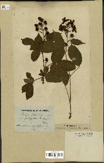 spécimen de Rubus fruticosus