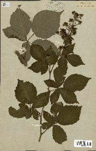 spécimen de Rubus fruticosus