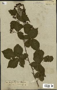 spécimen de Rubus fruticosus