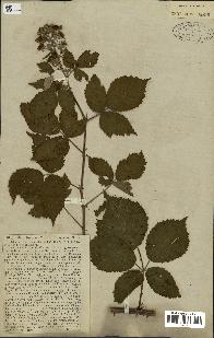 spécimen de Rubus fruticosus