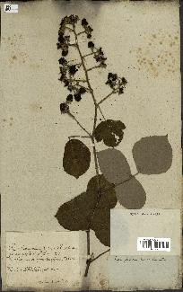 spécimen de Rubus fruticosus