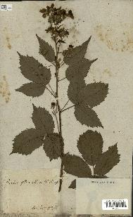 spécimen de Rubus fruticosus