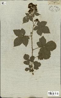 spécimen de Rubus fruticosus