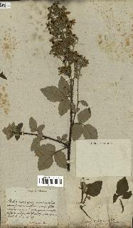 spécimen de Rubus fruticosus