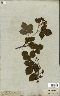 spécimen de Rubus fruticosus