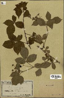 spécimen de Rubus fruticosus