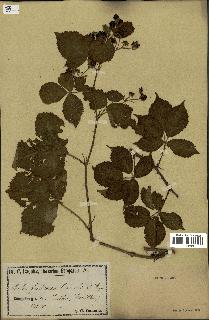 spécimen de Rubus fruticosus