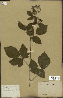 spécimen de Rubus fruticosus