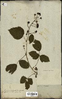 spécimen de Rubus fruticosus