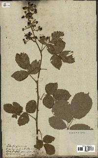 spécimen de Rubus fruticosus