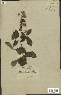 spécimen de Rubus fruticosus