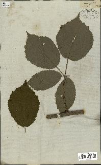 spécimen de Rubus fruticosus