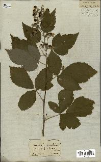 spécimen de Rubus fruticosus