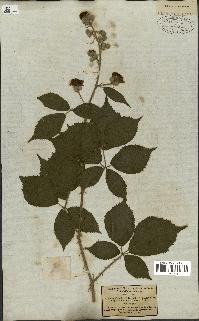 spécimen de Rubus fruticosus