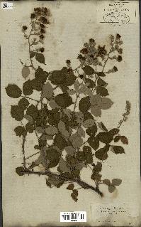 spécimen de Rubus fruticosus