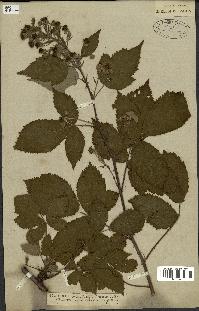 spécimen de Rubus fruticosus