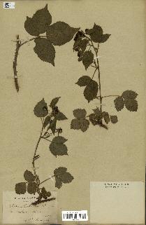 spécimen de Rubus fruticosus