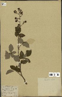 spécimen de Rubus fruticosus