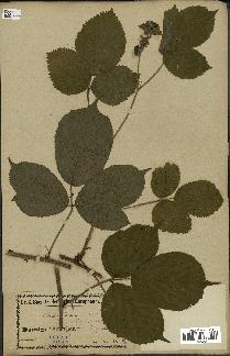 spécimen de Rubus glandulosus