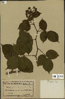 spécimen de Rubus glandulosus