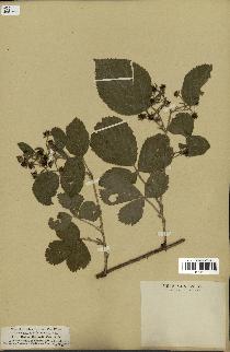 spécimen de Rubus glandulosus