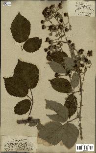 spécimen de Rubus geniculatus