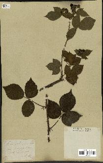 spécimen de Rubus glandulosus