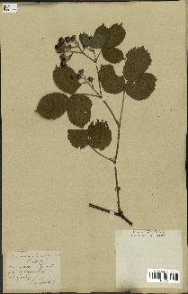 spécimen de Rubus glandulosus