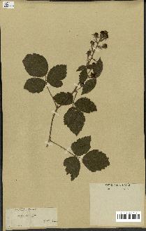 spécimen de Rubus glandulosus