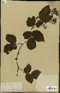 spécimen de Rubus glandulosus