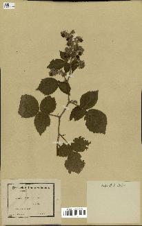 spécimen de Rubus glandulosus