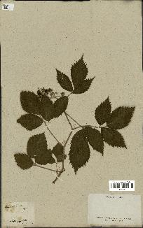 spécimen de Rubus glandulosus