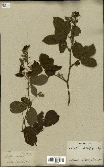 spécimen de Rubus glandulosus