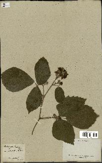 spécimen de Rubus glandulosus