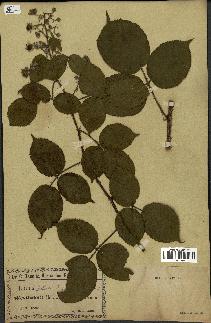 spécimen de Rubus glandulosus