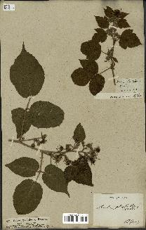 spécimen de Rubus glandulosus