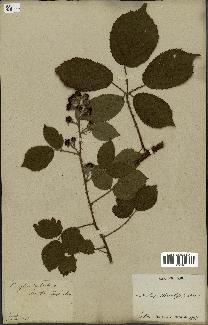 spécimen de Rubus glandulosus